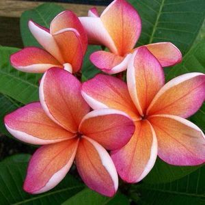 Meet your Posher, Trisha